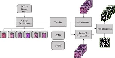 Assessing the Impact of Color Normalization in Convolutional Neural Network-Based Nuclei Segmentation Frameworks